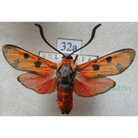 Zygaena laeta (Hübner, 1790) Bulgaria32a